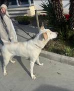 Kelly, 2 Jahre, sucht Happy-Home