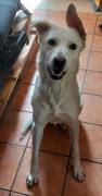 Kelly, 2 Jahre, sucht Happy-Home
