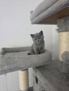 Bhk kitten