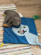 Bhk kitten