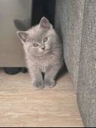 Bhk kitten