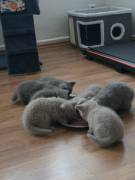 Kitten abgabe bereit