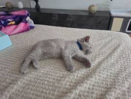 Kitten abgabe bereit