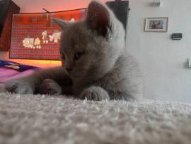 Kitten abgabe bereit