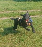 Ambra, a.d.Tierschutz, sucht Happy-Home 