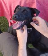Ambra, a.d.Tierschutz, sucht Happy-Home 