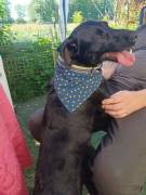 Ambra, a.d.Tierschutz, sucht Happy-Home 
