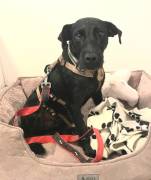 Ambra, a.d.Tierschutz, sucht Happy-Home 