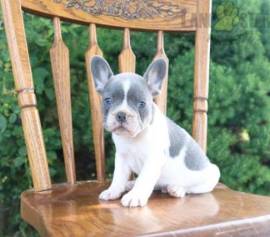  Französische bulldogge Welpen 