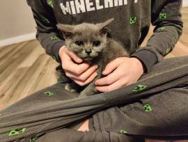 4 Britisch Kurzhaar Kitten
