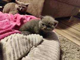 4 Britisch Kurzhaar Kitten