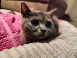 4 Britisch Kurzhaar Kitten