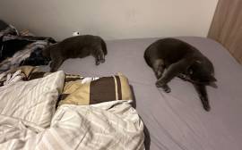 Katzen 