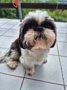 Shih-Tzu-Hündin in liebevolle Hände abzugeben 