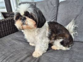 Shih-Tzu-Hündin in liebevolle Hände abzugeben 