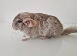 Chinchilla Grau