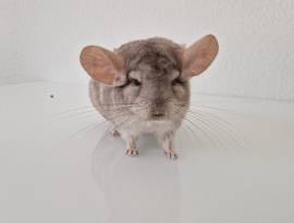Chinchilla Grau