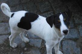 Jack Russell Terrier Welpen
