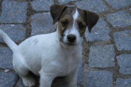 Jack Russell Terrier Welpen