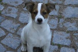 Jack Russell Terrier Welpen