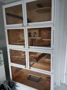 2 weiße süße Chinchillas