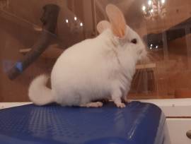 2 weiße süße Chinchillas