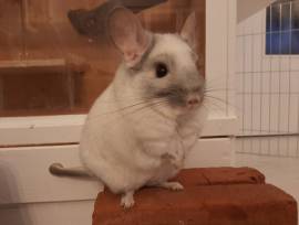 2 weiße süße Chinchillas