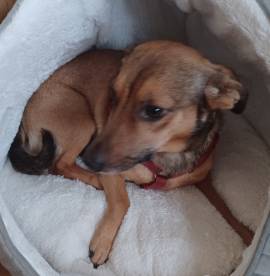 Nano, a.d.Tierschutz, sucht Happy-Home 