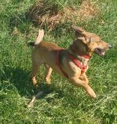 Nano, a.d.Tierschutz, sucht Happy-Home 