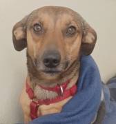 Nano, a.d.Tierschutz, sucht Happy-Home 