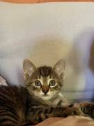 2 süße kleine Kätzchen abzugeben