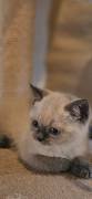 Bkh Kitten Britisch Kurzhaar 
