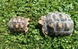 Zwei Spornschildkröten (Sulcata) aus 2024 und 2025