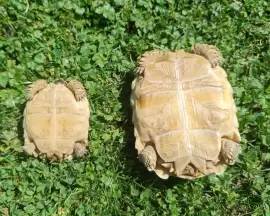Zwei Spornschildkröten (Sulcata) aus 2024 und 2025