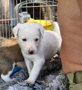 Süße Kromforländer- Border collie-Miachlingswelpen