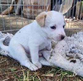 Süße Kromforländer- Border collie-Miachlingswelpen