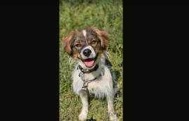 Enzo sucht sein Für-immer-Zuhause