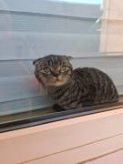 Ekh Kitten Mix 
