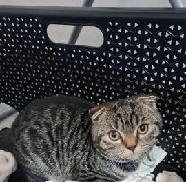 Ekh Kitten Mix 