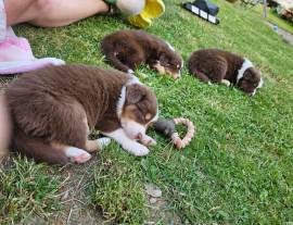 Australien Shepherd Welpen 