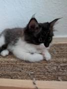 Traumhafte Birma-Ragdoll-Mix Kitten (Abgabe August