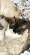 Traumhafte Birma-Ragdoll-Mix Kitten (Abgabe August