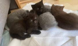 Katzenbabys suchen ein liebevolles Zuhause 