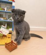Katzenbabys suchen ein liebevolles Zuhause 
