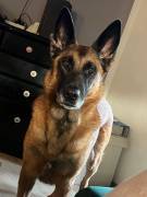 Malinoi mischling 