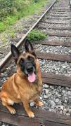 Malinoi mischling 