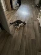 Sammy (Katze/weiblich) sucht neues Zuhause