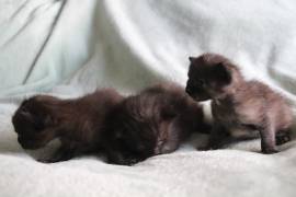 2 Kitten (16.06.26) zu verkaufen