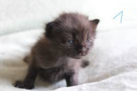 2 Kitten (16.06.26) zu verkaufen