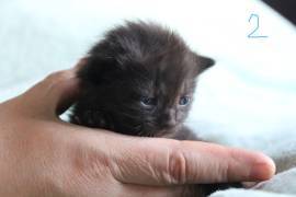 2 Kitten (16.06.26) zu verkaufen